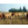 Image 5 : Forbes Bros. Ranching - 930# September Delivery Grass Heifers - 130 Head (Senlac, SK)
