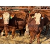 Image 2 : Fox Cattle Co. - 8 Bred Heifers (Pen 422)