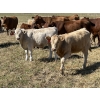 Image 7 : Bar 33 Ranch - 540# November Heifer Calves - 80 Head (Strathmore, AB)