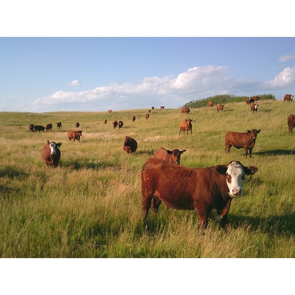 DJC Ranch - 1050# September Delivery Grass Steers - 58 Head (Rabbit Lake, SK)