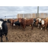Image 7 : Chipping Hill Cattle Co. - 1050# May Delivery Steers - 174 Head (MacGregor, MB)