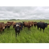 Image 3 : Tyton Farms Ltd. - 850# September Delivery Grass Heifers -73 Head (Birtle, MB) VBP+