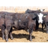 Image 7 : A&S Farms - 30 BBF Replacement Heifers (Coaldale, AB)