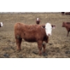 Image 9 : McIntyre Ranch - 845# April/May Delivery Steers - 260 Head (Raymond, AB)