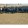 Image 6 : M.S. MacLean Livestock - 1020# May Delivery Steers - 59 Head (Coaldale, AB)