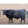 Image 10 : Cluny Colony - 770# October Delivery Weaned Steers - 60 Head (Cluny, AB)