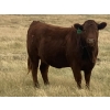 Image 4 : Rafter NZ Ranch - 22 Red X March/April Calving Bred Heifers (Pincher Creek, AB)