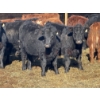 Image 6 : Dwayne Nicolay - 740# February Delivery Steers - 84 Head (Rocky Mountain House, AB)