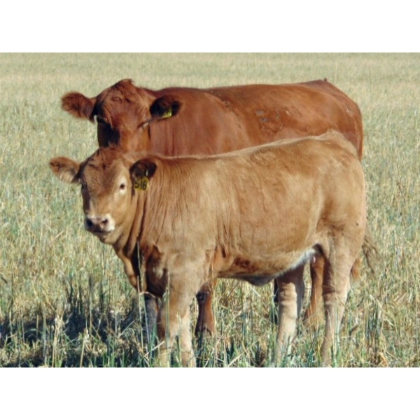 Ugly Head Feeders - 660# December Delivery Heifer Calves - 80 Head (Killam, AB)