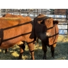Image 2 : 6S Family Farm - 5 Third & Fourth Calvers (Pen 437)