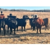 Image 3 : 2J Stock Farms - 1000# November Delivery Grass Heifers - 40 Head (Darwell, AB)