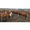 Image 6 : Amber Mountain Farms - 670# July Delivery Heifers - 90 Head (Vauxhall, AB)