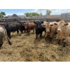 Image 5 : Robert Hampton - 920# June Delivery Steers - 68 Head (Picture Butte, AB) *ADDED LOT*