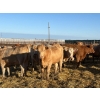 Image 9 : Gate Way Ranch - 975# October Delivery Grass Heifers - 120 Head (Elkhorn, MB)