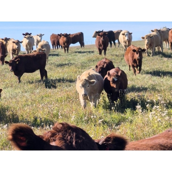Forbes Bros. Ranching - 975# October Delivery Grass Heifers - 120 Head (Senlac, SK)