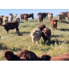 Image 1 : Forbes Bros. Ranching - 975# October Delivery Grass Heifers - 120 Head (Senlac, SK)