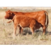 Image 4 : Leonard Lundquist/Andrew Ranching - 675# October Delivery Steer Calves - 90 Head (Rolling Hills, AB)