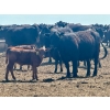 Image 10 : Schunicht Farms - 680# Dec/Jan Delivery Weaned Heifers - 85 Head (Strathmore, AB)