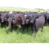 Image 2 : Taylor Enterprises Inc. - 875# September Delivery Grass Heifers - 210 Head (Wawota, SK)