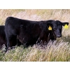 Image 9 : George Ranching - 600# November Delivery Steer Calves - 100 Head (Marwayne, AB)
