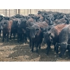 Image 3 : Nicola Ranch - 740# May Delivery Heifers - 280 Head (Nicola, BC)