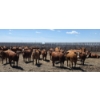 Image 2 : Cattlewood Farms Ltd. - 940# June/July Delivery Heifers - 100 Head (Fincastle, AB)