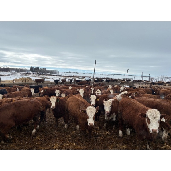 Terry Hines Livestock - 23 December Delivery Simmental/Simmental X Bred Heifers (Marwayne, AB)