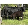 Image 8 : Cutting Edge/Holtry Creek - 540# November Delivery Heifer Calves - 110 Head (100 Mile House, BC)