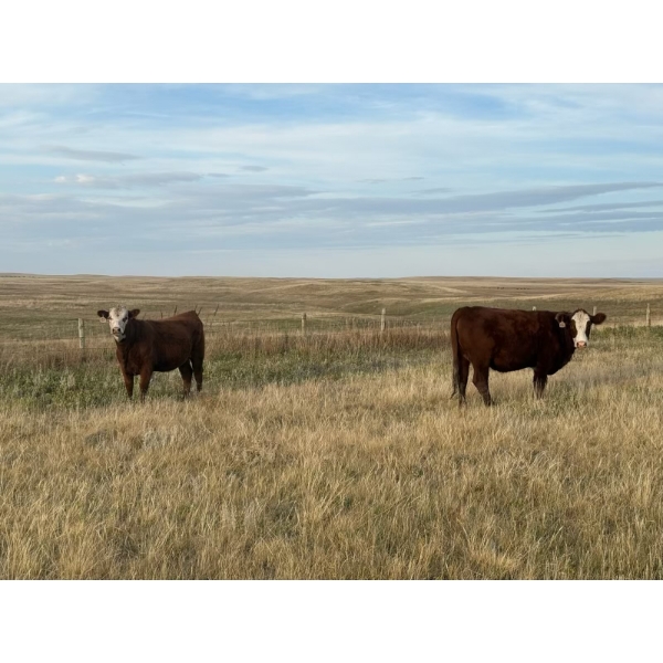 McIntyre Ranch - 1012# October Delivery Grass Heifers - 55 Head (Picture Butte, AB)