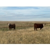 Image 1 : McIntyre Ranch - 1012# October Delivery Grass Heifers - 55 Head (Picture Butte, AB)