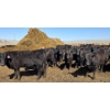 Image 10 : Amber Mountain Farms - 690# May Delivery Heifers - 200 Head (Vauxhall, AB)