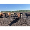 Image 7 : Thomson Cattle Ltd. - 1040# June Delivery Steers - 120 Head (Silver Valley, AB)