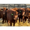 Image 2 : Fox Cattle Co. - 8 Bred Heifers (Pen 445)