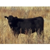 Image 3 : Jeff & Bonnie Resch - 875# November Grass Heifers - 70 Head (Leader, SK)