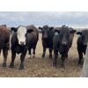 Image 9 : Lone Star Cattle Co. - 1030# May Delivery Steers - 305 Head (Strathmore, AB)