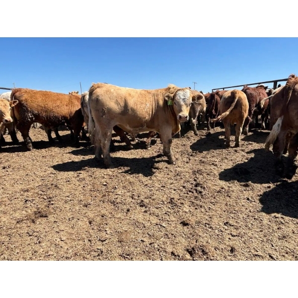 Birch Island Land & Cattle - 1050# May Delivery Steers - 114 Head (Rhein, SK)
