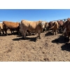 Image 1 : Birch Island Land & Cattle - 1050# May Delivery Steers - 114 Head (Rhein, SK)