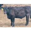 Image 9 : K6 Farms - 770# June Delivery Steers - 145 Head (Linden, AB)