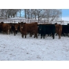 Image 5 : Turtleview Livestock - 740# January Delivery Steers - 79 Head (Goodlands, MB) VBP+