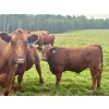 Image 3 : Mullen Land & Cattle Co. - 760# September Delivery Steer Calves - 80 Head (Peers, AB)