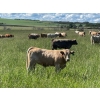 Image 11 : Lazy T Ranch - 1025# August Delivery Grass Heifers - 240 Head (Indian Head, SK) 