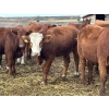 Image 4 : Flat Rock Farming - 12 March/April Calving Red Brockle/Red Baldy Bred Heifers (Strathmore, AB)