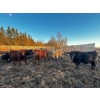 Image 14 : Chris Bartel - 1075# June Delivery Steers - 58 Head (Fort Vermilion, AB)