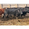 Image 7 : M & H Ranch & Feedlot - 1525# Cows - 39 Head (Pincher Creek, AB)