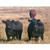 Image 4 : Valley View Ranch - 950# October Delivery Grass Heifers - 150 Head (Strathmore, AB)