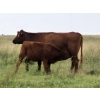 Image 4 : Malarky Farms - 35 Red/Red X Cow/Calf Pairs (Newdale, MB)