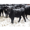 Image 5 : Coal Creek Ranching - 575# December Steer Calves - 85 Head (Brooks, AB)
