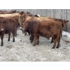 Image 8 : Regehr Land & Cattle - 850# March Weaned Steers - 70 Head (Linden, AB) VBP+