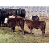 Image 9 : Leib Farm & Ranch Ltd. - 20 Black Angus/Black Angus X Pairs (Southey, SK)