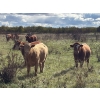 Image 3 : Hines Ranching Co. Ltd. - 1030# October Delivery Grass Steers - 120 Head (Paradise Hill, SK)